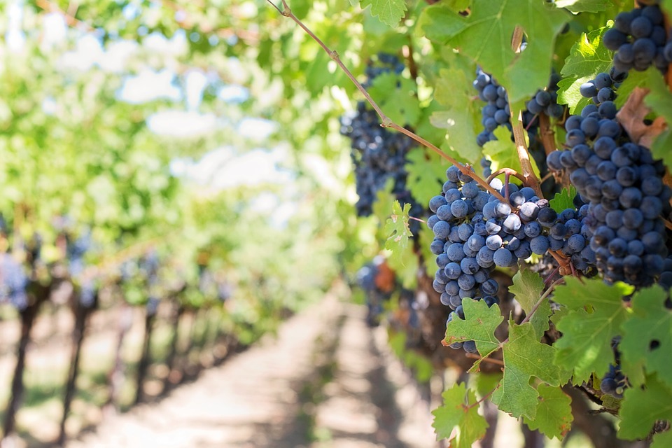 Image d'illustration de vignes. Crédit photo : Pixabay