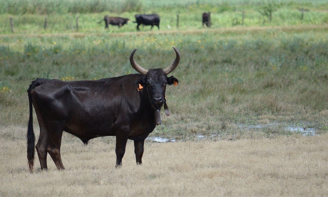 taureaux-camargue