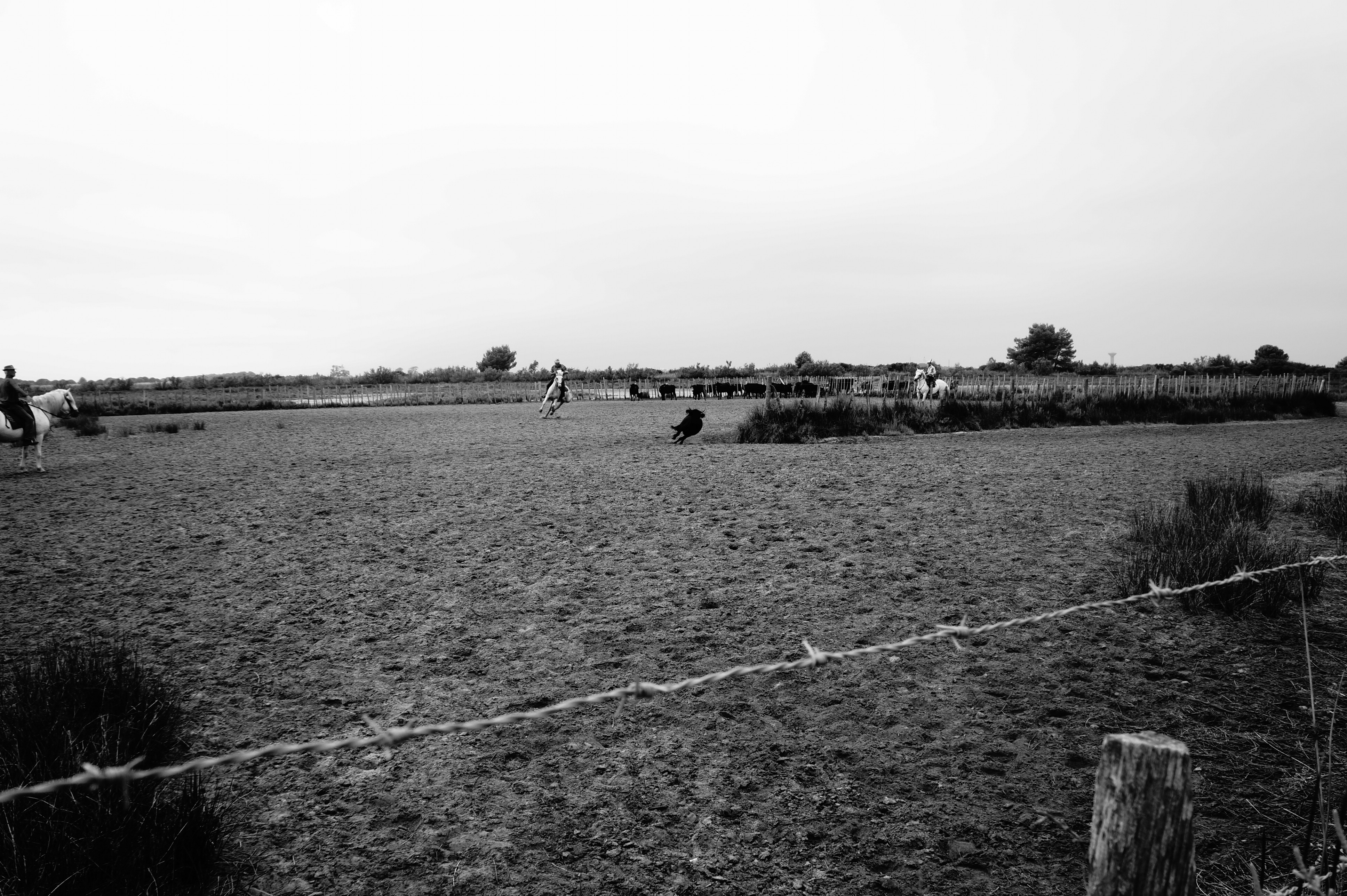 Manade de Jarras à Aigues Mortes. (Photo Baptiste Manzinali / Objectif Gard)