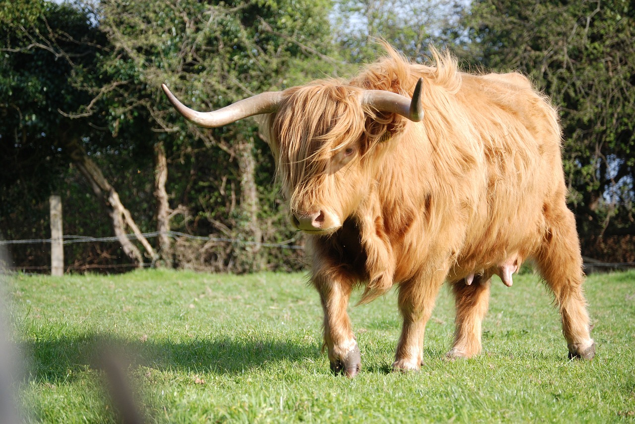 highland-cattle-364502_1280