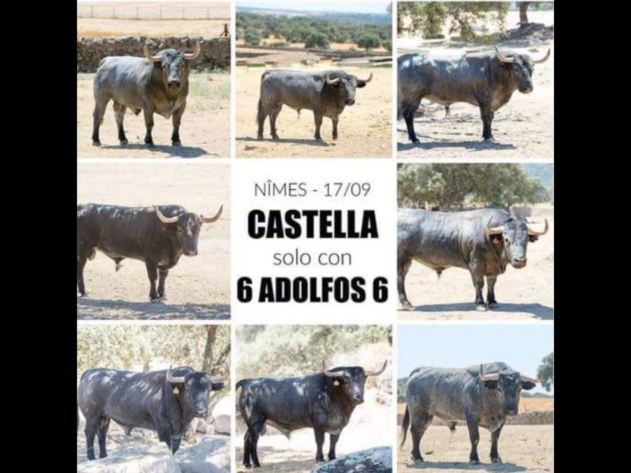 Toros Adolfo Martin Castella 2016 Nîmes (Photo DR)