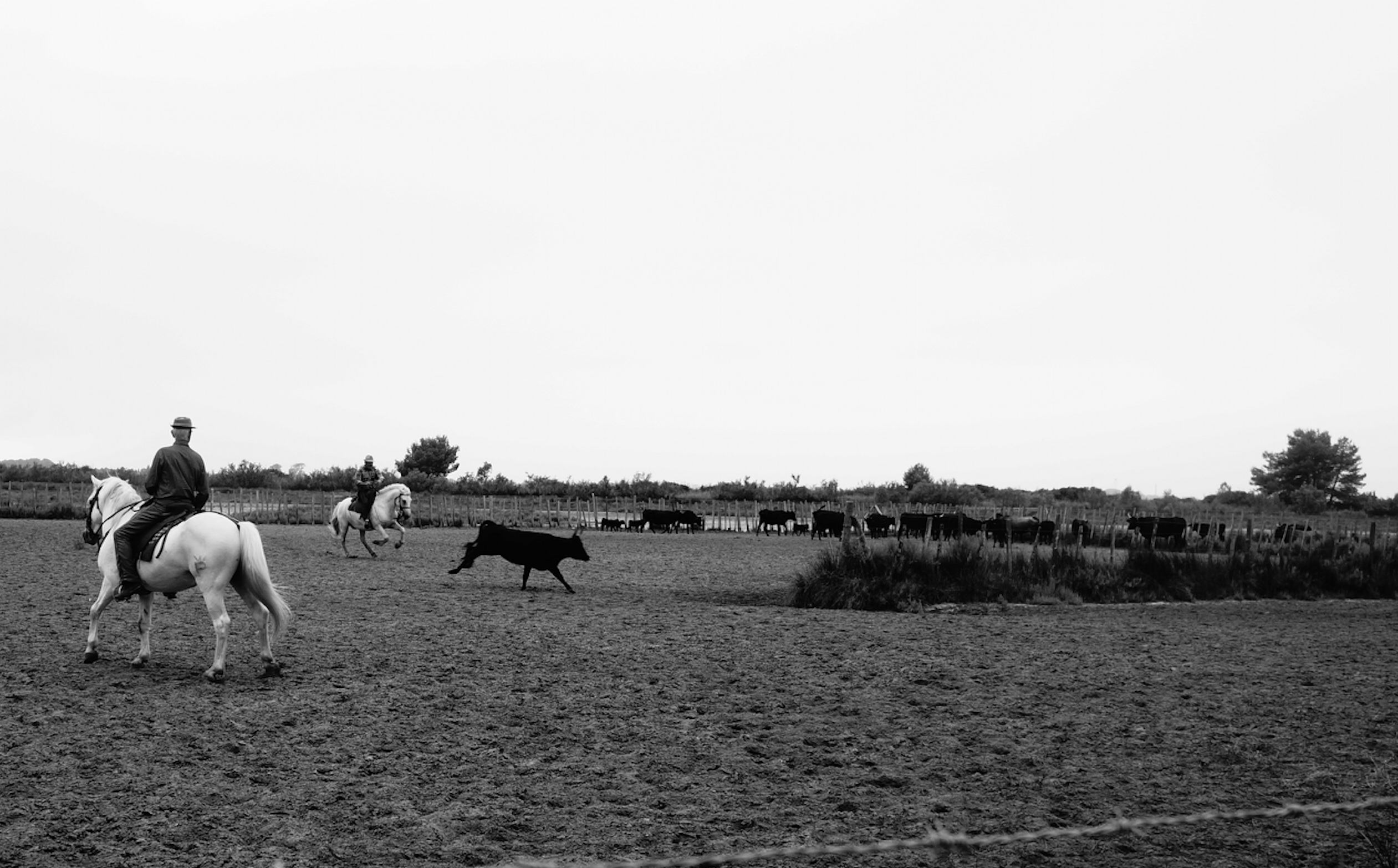 Manade de Jarras à Aigues Mortes. (Photo Baptiste Manzinali / Objectif Gard)