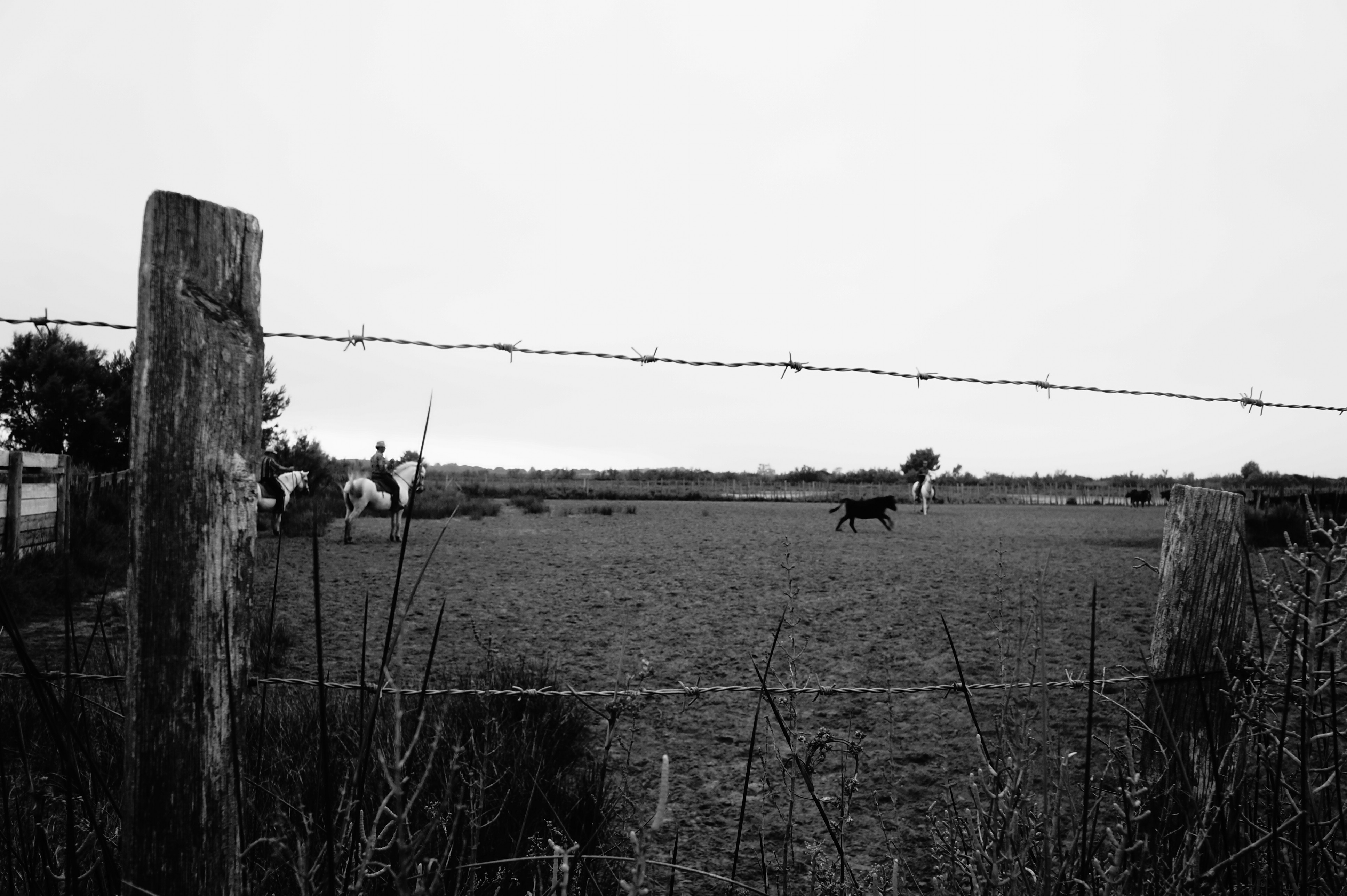 Manade de Jarras à Aigues Mortes. (Photo Baptiste Manzinali / Objectif Gard)