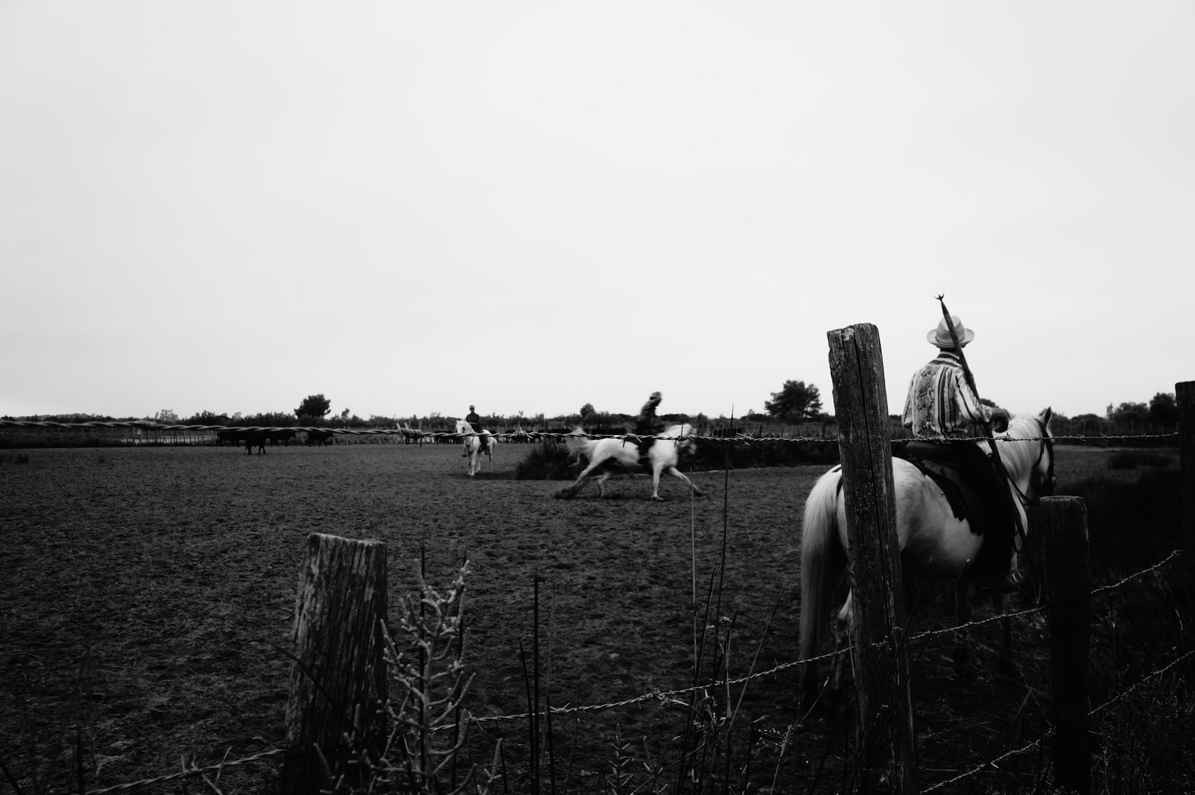 Manade de Jarras à Aigues Mortes. (Photo Baptiste Manzinali / Objectif Gard)