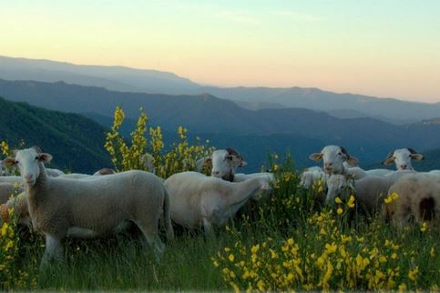 Sud Cévennes