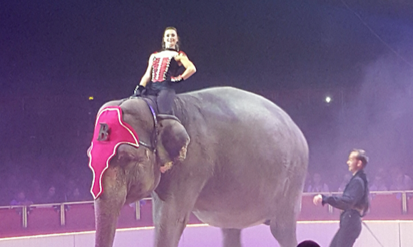 cirque-bouglione-nimes