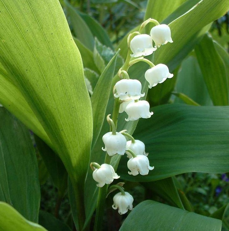 muguet
