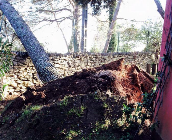 vent-violent-nimes-arbre