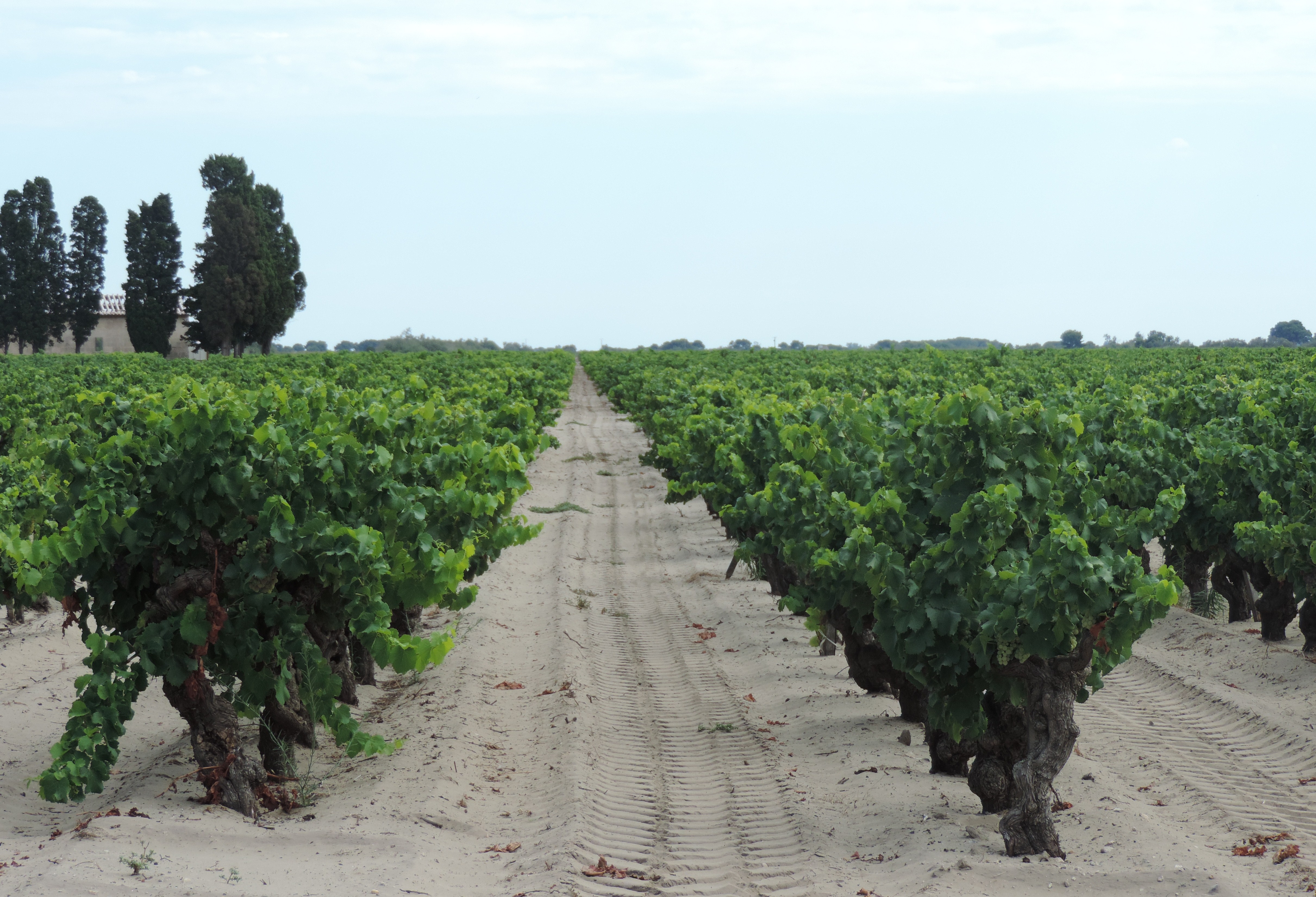 Les vignes Listel. Photo Objectif Gard TD 