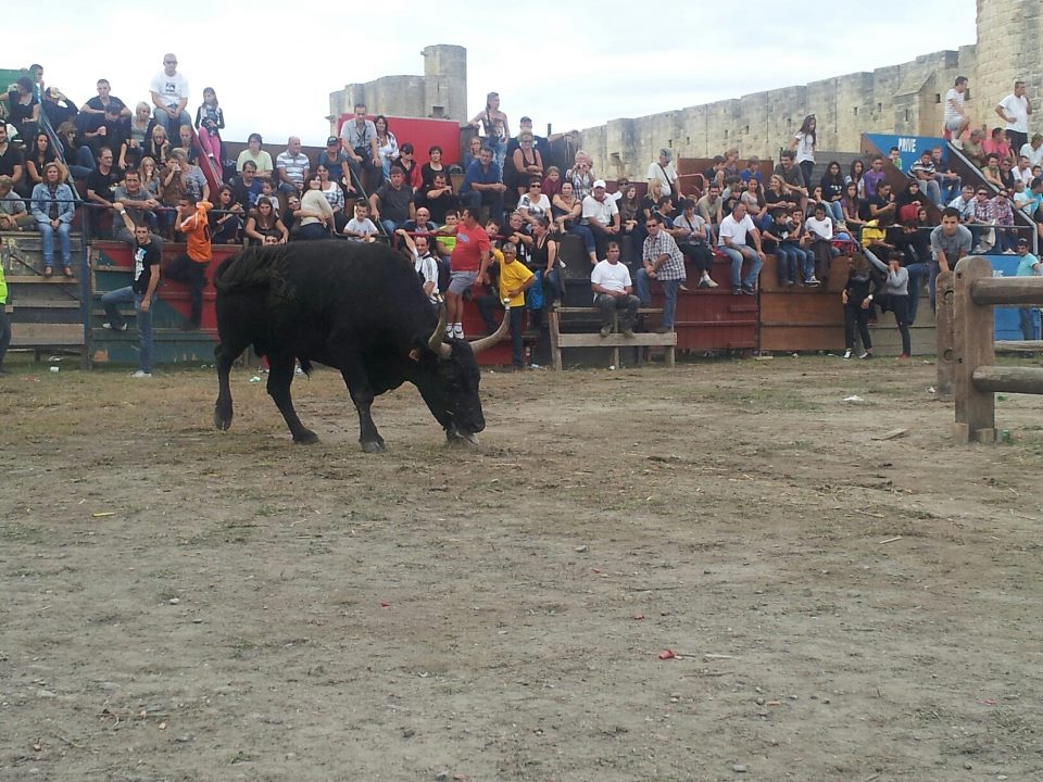 AIGUESMORTES Fête votive, la convivialité jusqu'au bout des cornes