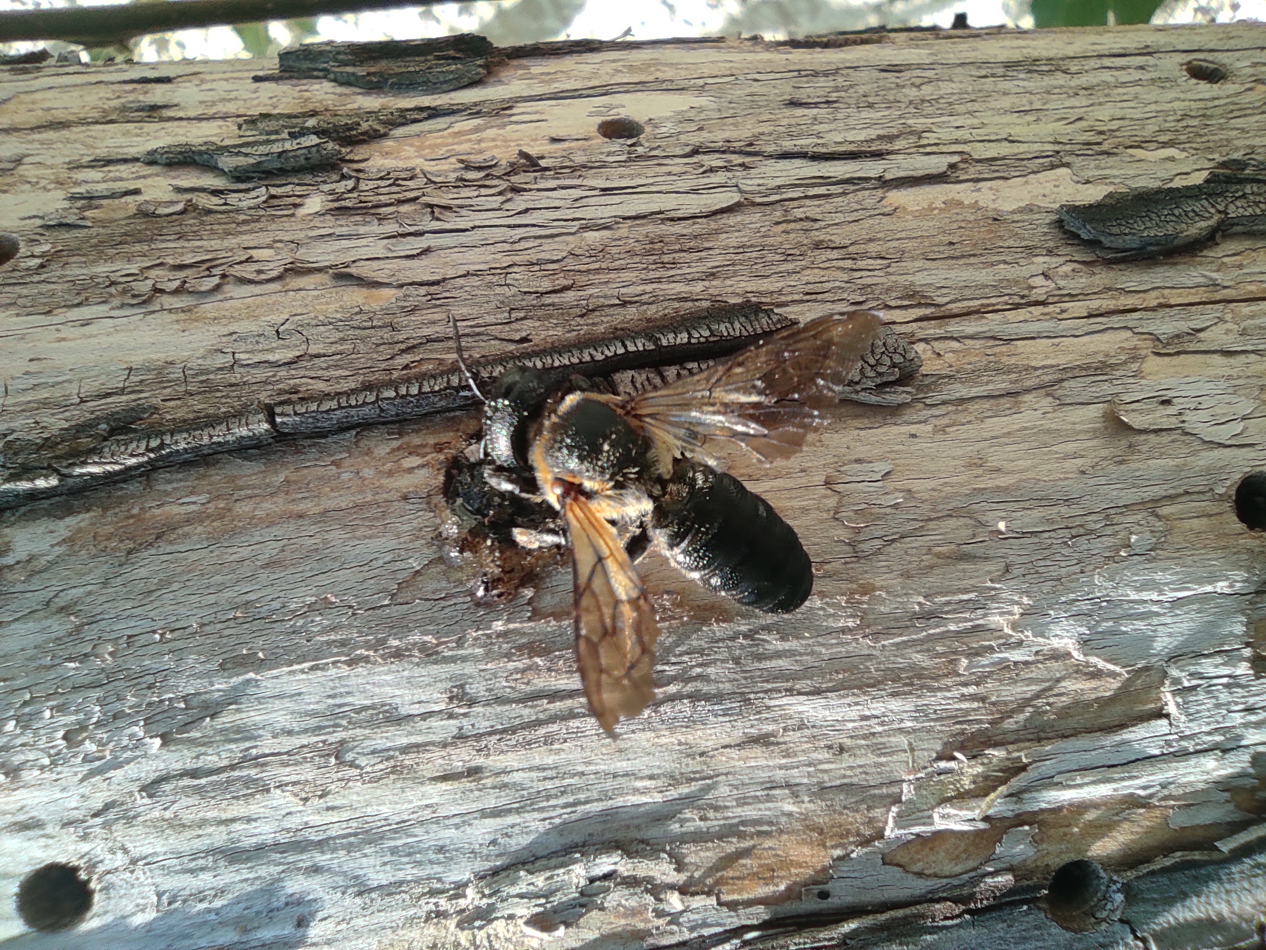 La Mégachile Sculpturalis a été observée dernièrement d ans un hôtel à insectes de Florac, commune lozérienne qui accueille le siège du Parc national (photo Jordi Soliveres / PNC)